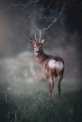 Deer in fog