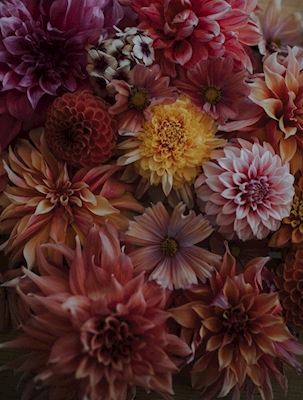 Dahlias and loveliness