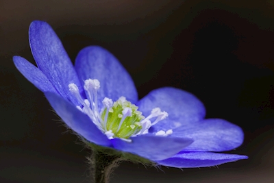 Hepatica - Blue Anemone