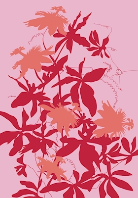 Passiflora / rosa