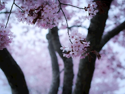 Třešňové květy 