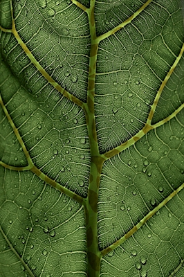 Patterned Leaf