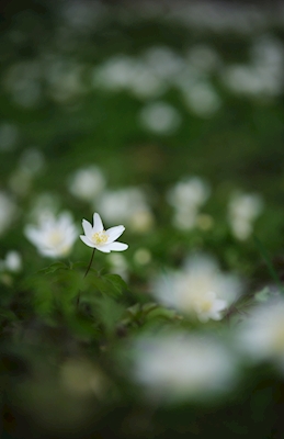 En hvit anemone blant mange