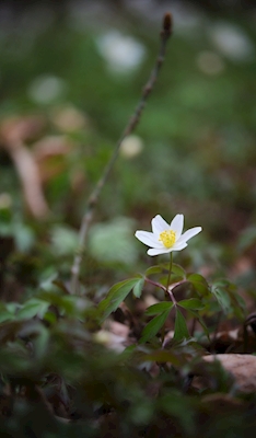 En ensom hvid anemone i skoven