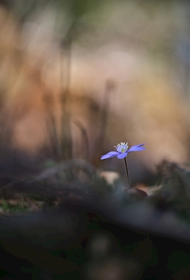 Osamělá modrá sasanka v lese