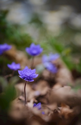 En blå blomma bland andra