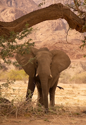 Elephant under acacia tree