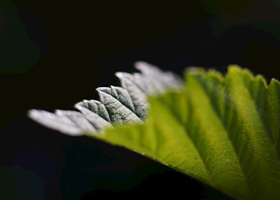 feuilles avec rétroglug