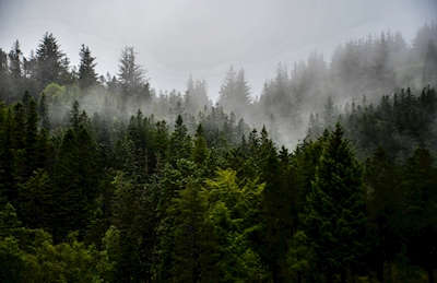 Misty day in Mt. Ulriken