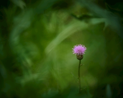 Pink flower in the greenery