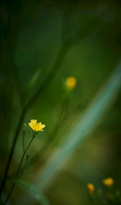 Malý žlutý kvítek v lese