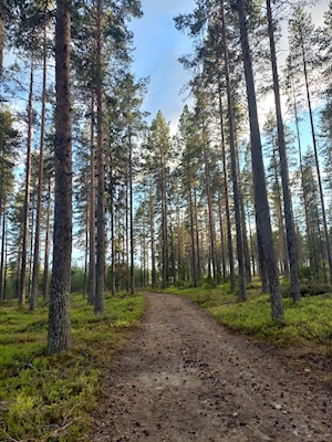Caminhada na floresta