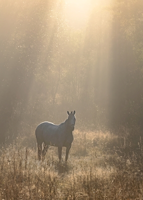 horse in sunbeams