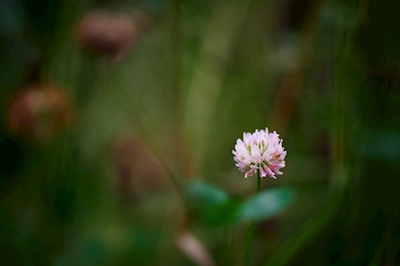 Un fiore di trifoglio nell'erba alta