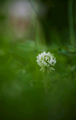 Una flor de trébol blanco en la hierba