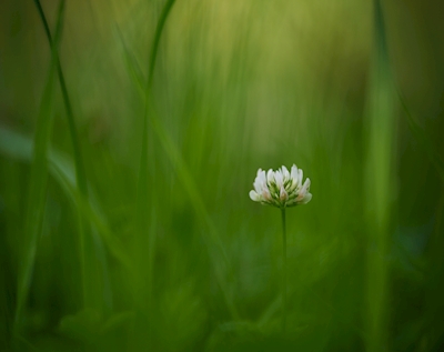 En hvidkløverblomst i græsset