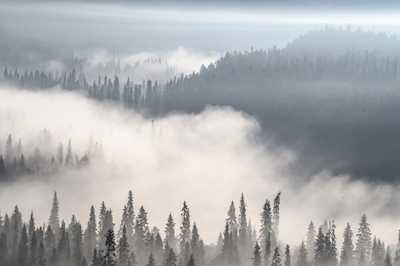 Nebbia sulla foresta