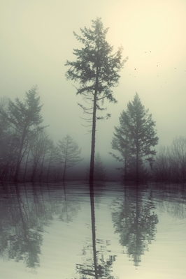 Pântano - Reflexão da Floresta