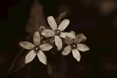 Květy hedvábné rostliny 