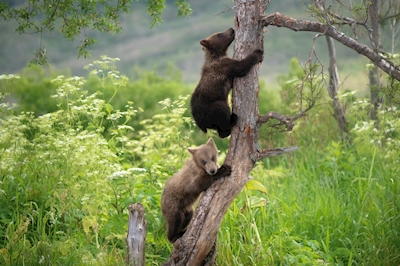 Cachorros de oso en los árboles