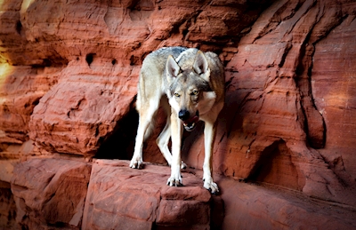 Wolfhound na rocha do castelo velho