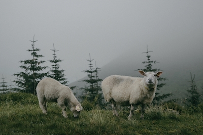 Le pecore di Hoddevik