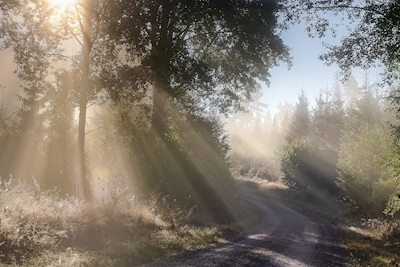 Neblina matinal pela estrada rural