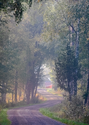 morning at the country road