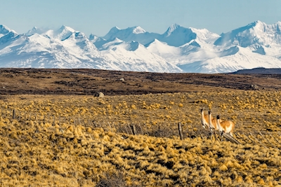 Höst i södra Patagonien