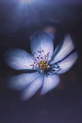 Sininen kukka
