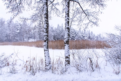Vinter i Småland