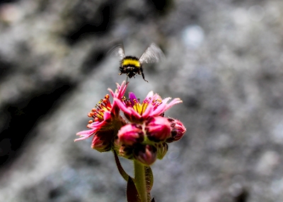 Hungry Bumblebee