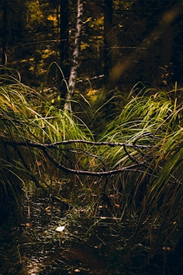 Grüner Bach im Wald