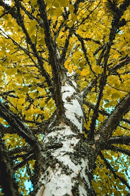 A birch tree from below
