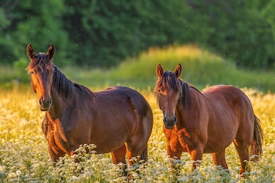 Hevoset kesäisellä niityllä