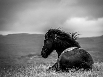 Black Icelandic Horse, b&w II