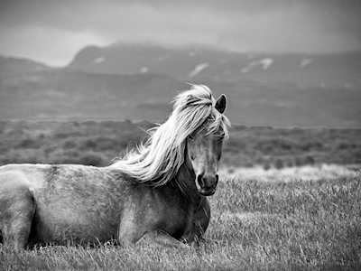 Icelandic Horse, b&w I