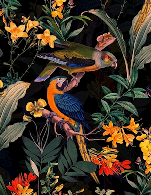 Midnatt papegoja trädgård