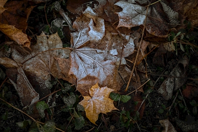 autumn leaves in the frost
