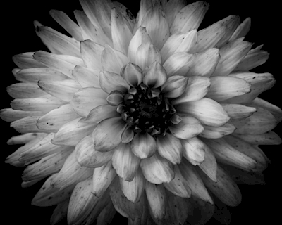 Černá a bílá květina