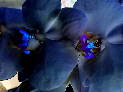 Flora collectie; Blauwe orchidee