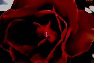 Kolekcja kwiatowa: Czerwony aksamit