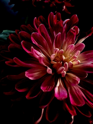 Flora collectie: Rode dahlia