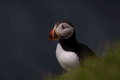 Busy puffin