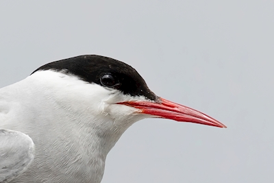 Arctic tern portrait 