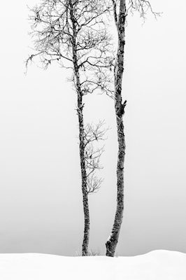 Bjørketrær i vinterland