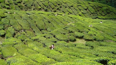 Tea Malaysia