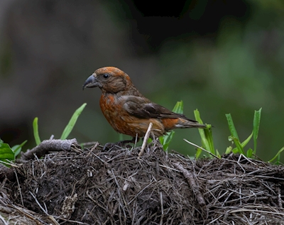 The red crossbill