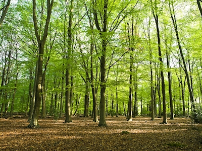 Forêt printanière