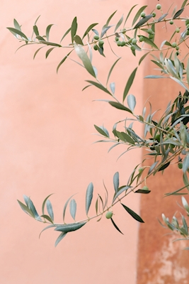 olive branches botanical print